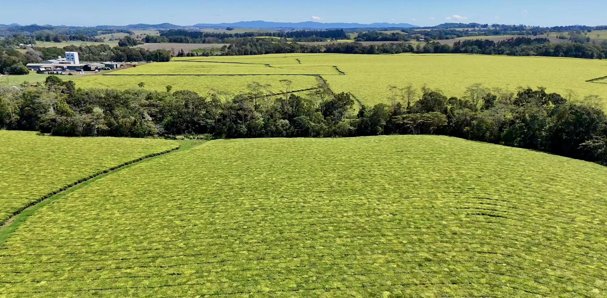 Aerial view of the Russell family tea estate and factory at Glen Allyn, Atherton Tablelands