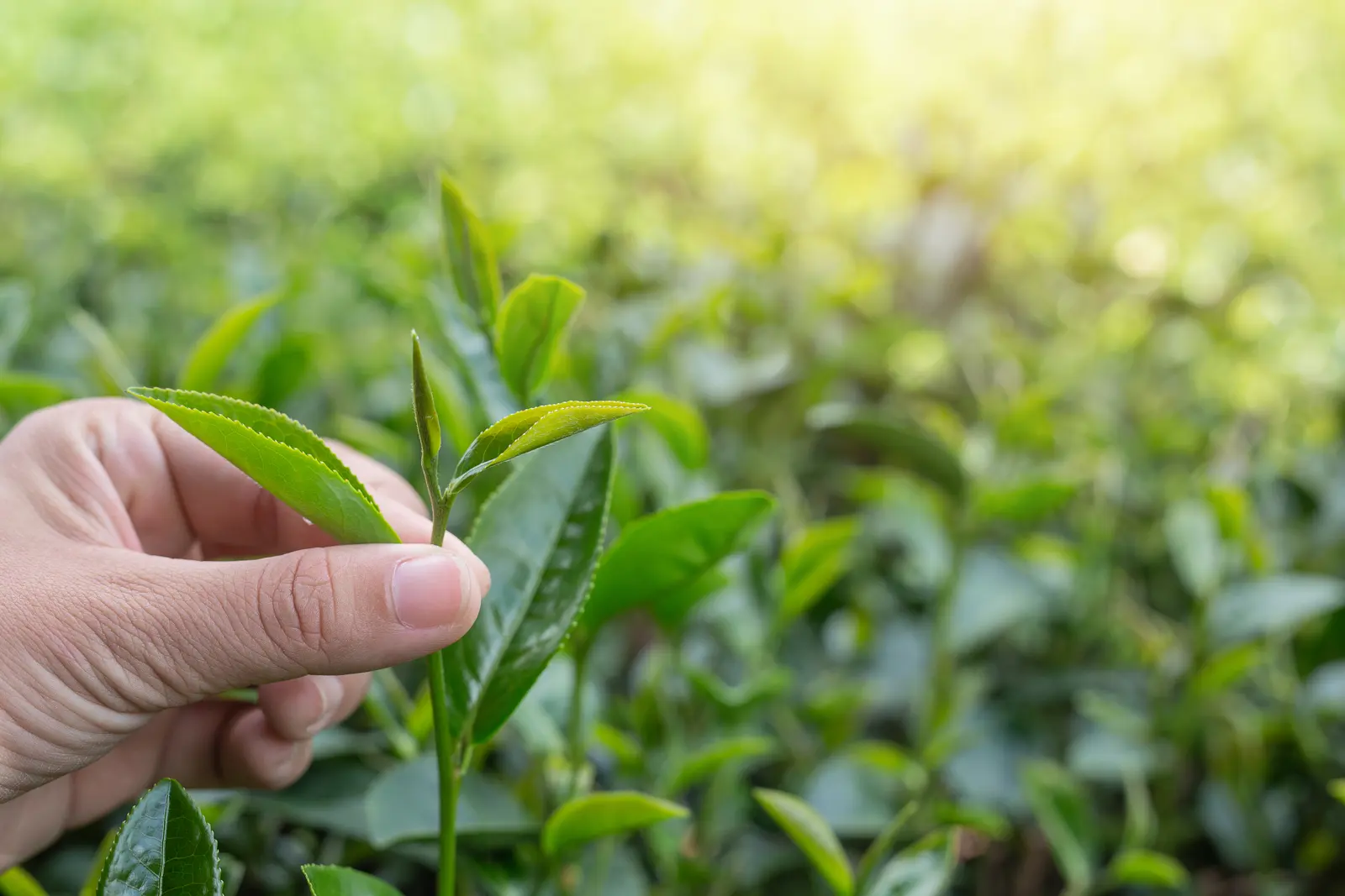 Fresh green tea shoots being hand-selected on the estate